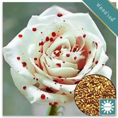 30 เมล็ด เมล็ดพันธุ์ กุหลาบ กุหลาบสีเลือด White Blood Rose Seeds ดอกใหญ่ นำเข้าจากต่างประเทศ พร้อมคู่มือ เมล็ดสด ใหม่