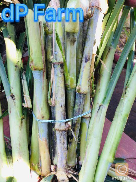 Napier Grass Cuttings for Rabbits, Goats, Cattle 20+pcs Lazada PH