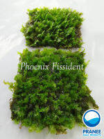 มอสPhoenix Fissident (มอสขนนกเล็ก)