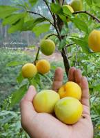 ?กล้าลูกพลัม พันธุ์ อินเดียผลสีเหลือง ( Indian yellow plum ) ( กล้าเสียบยอด / สูงประมาณ 30 ซม.)