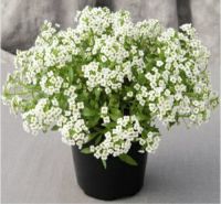 Sweet Alyssum เมล็ดพันธุ์ดอกไม้ / Lobularia maritima (Repack) [ไม่ใช่พืช! เป็นเมล็ดพันธุ์] [คลังสินค้าจุด][ขายตรงจากโรงงาน][ของแท้อย่างเป็นทางการ][โปรโมชั่นลดราคา][50 เมล็ดพันธุ์][เมล็ดผลไม้][เมล็ดพันธุ์ผัก][อร่อยจัง][ปลอดภัย][คลังสินค้าจุด][ผลผลิต89%][คว