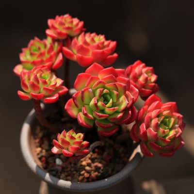 [COD] Tia old pile multi-headed group of succulent plants potted fleshy wholesale indoor flower