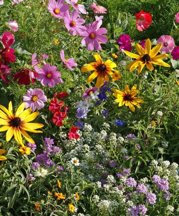 BUY ONE TAKE ONE Cottage Garden Mix Seeds for Planting (12 seeds ...