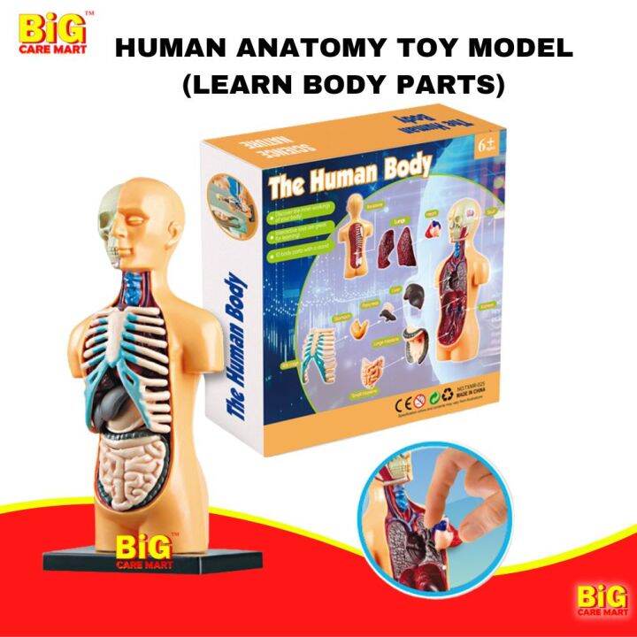 Human Body Anatomy Toy Or Bone Skeleton Model Toy | Learn Body Parts ...