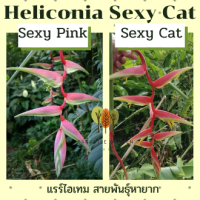 เฮลิโคเนีย เซ็กซี่แคท Heliconia Sexy Cat แตกต่างจาก เซ็กซี่พิ้งค์ สีที่เข้มกว่า เกสรดอกสีเหลือง 1หน่อพันธุ์ หายาก ดอกสีสวย