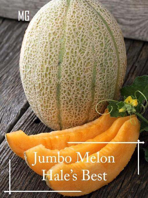 *Rare* Hale's Best Jumbo Melon Seeds *Pot Friendly* Tanam Pasu, Rock