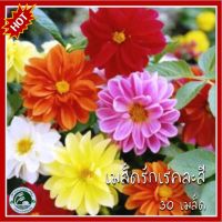 30 เมล็ด รักเร่คละสี เมล็ดรักเร่คละสี รักเร่ เมล็ดรักเร่ รักแรก เมล็ดรักแรก เมล็ดรักแรกคละสี รักแรกคละสี รักเร่ Dahlia