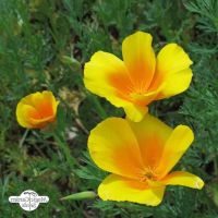 เมล็ดพันธุ์ Garden Seeds แคลิฟอร์เนียป็อปปี้ Eschscholzia Californica California poppy 200 เมล็ด เมล็ดพันธุ์ Garden Seedsนำเข้าจาก อังกฤษ