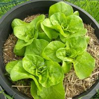 เมล็ดพันธุ์ ผักสลัดบิบ (Bibb Lettuce Seed) 1000 เมล็ด คุณภาพดี ราคาถูก ของแท้