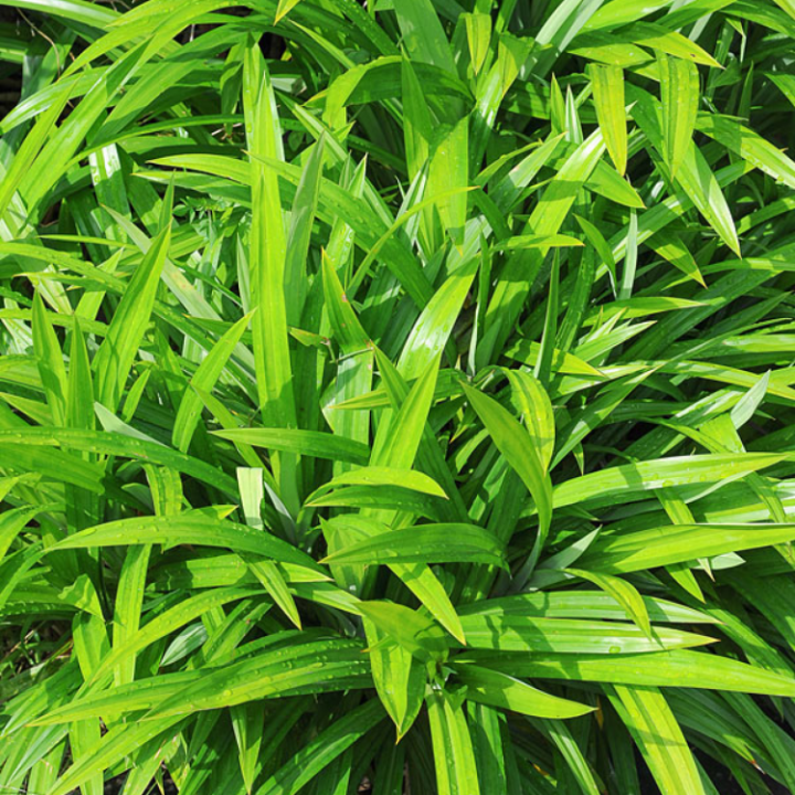 Pandan Wangi / Fragrant Pandan (Pandanus amaryllifolius) Pokok Hidup
