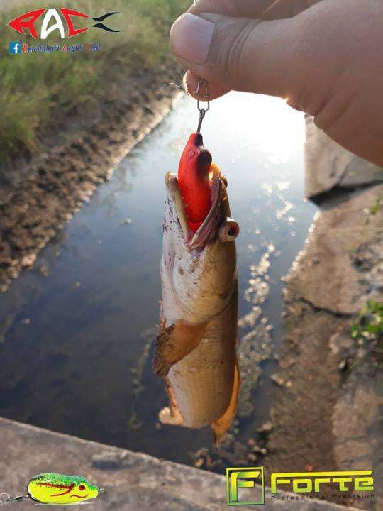 frog-jump-ชุดเหยื่อกบ-มีให้เลือกหลายขนาดในเซท-ยางเหนียวพิเศษ-เบ็ดแข็งตกปลาใหญ่ได้-มีกิ๊ฟแถมในกล่อง