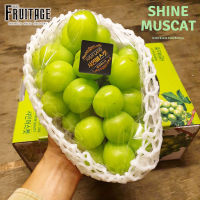 องุ่นไชน์มัสแคท (1ช่อ) Shine Muscat Grape (KOR/CHN) 샤인 무스카트 ~ลดพิเศษ~ส่งฟรีแช่เย็น~ องุ่นเขียวไร้เมล็ด ไร้เม็ด องุ่นไชน์มัสคัส ตรานกแก้ว HFT