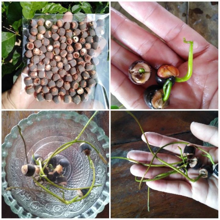 เมล็ดบัวผันไทยลูกผสม-หรือบัวสี-water-lily-สีชมพู-5-เมล็ด-garden-seed