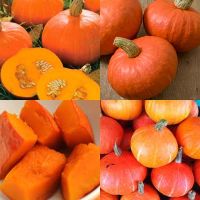 3 เมล็ด ฟักทองญี่ปุ่นสีส้มF1 - Red chesnut Japanese Pumpkin F1