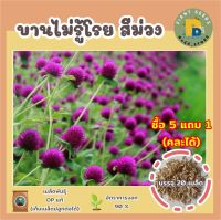 เมล็ดพันธุ์ดอกบานไม่รู้โรยสีม่วง 20 เมล็ด เมล็ดพันธุ์แท้ คุณภาพดี ปลูกง่าย โตไว ไม่กลายพันธุ์ (ซื้อ 5 แถม 1)