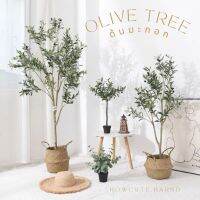 [180,210พร้อมส่ง/อื่นๆพรี14วันค่ะ]??OLIVE TREE ต้นมะกอกปลอม ขายดีมากค่ะ มินิมอลมาก เหมือนจริงมาก เชื่อว่าเสริมความปังด้วยน้า HOT