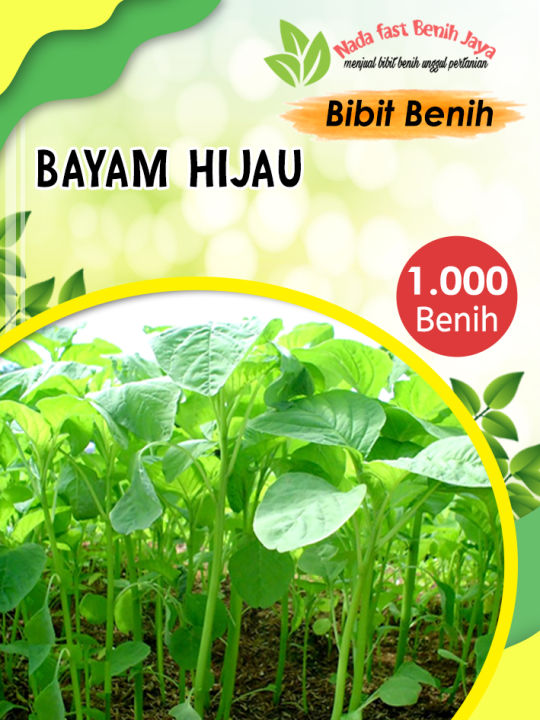 1000 Biji Benih Sayuran Bayam Hijau - Bibit Sayuran Murah Bayam ...