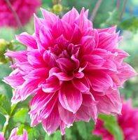 1 หัว/ออเดอร์ รักเร่ Dahlia rhizome สายพันธุ์ Emory Paul หัวรักเร่ ดอกไม้ หัวหน่อ เหง้า นำเข้า เนเธอร์แลน