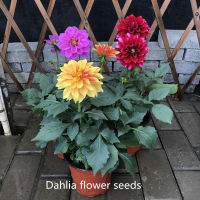 [Fast Germination] ปลูกง่าย ปลูกได้ทั่วไทย ของแท้ 100% 200Pcs Mix Color Dahlia Flower Seeds Bonsai Seeds เมล็ดดอกไม้ ต้นไม้มงคล ต้นไม้ฟอกอากาศ ดอกไม้ตกแต่ง ดอกไม้จริง ไม้ดอกไม้ประดับ แต่งบ้านและสวน บอนไซ Plants Seeds for Home &amp; Garden