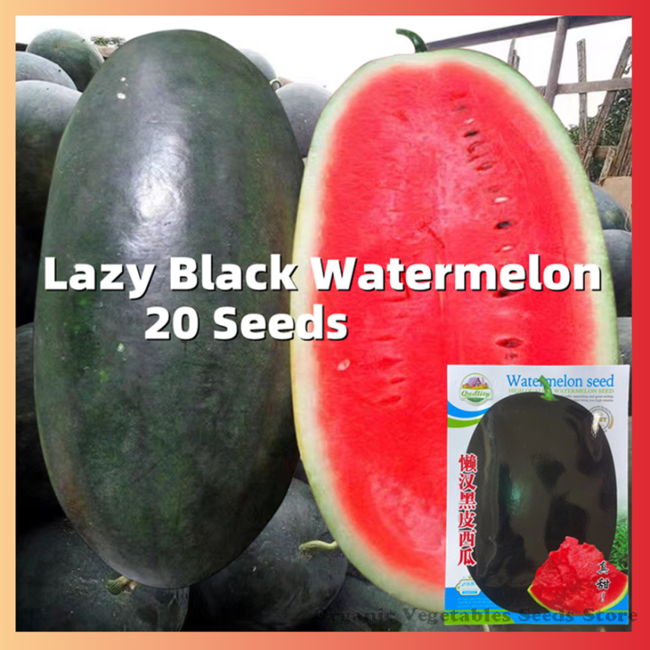 20 Seeds High Yield Black Beauty Watermelon Seeds Benih Pokok Buah