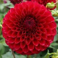 1 หัว/ออเดอร์ รักเร่ Dahlia Bulb สายพันธุ์ Boom Boom Red หัวรักเร่ ดอกไม้ หัวหน่อ เหง้า นำเข้า เนเธอร์แลน หัวสดใหม่