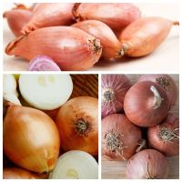 100 เมล็ด เมล็ดหอมหัวใหญ่ สายพันธุ์ หอมใหญ่ Cyklop ของแท้ 100% อัตราการงอก 70-80% Onion seeds