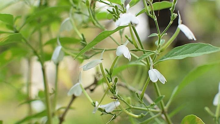 ขายส่ง-200-กรัม-สมุนไพรทองพันชั่งตากแห้ง-white-crane-flower-ออร์แกนิค-ธรรมชาติ-สมุนไพรไทย-ชาชงสมุนไพร-สบู่สมุนไพร-แชมพูสมุนไพร-หญ้าไก่