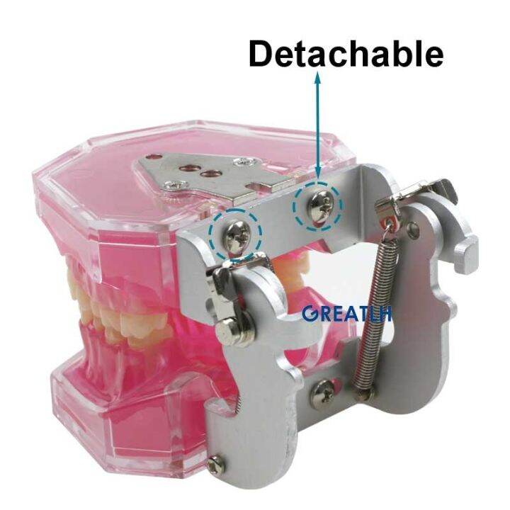 removable-teeth-soft-gum-dental-model-teeth-dental-teaching-study-model-typodont-model-dentist-dentistry-products-dental-gift