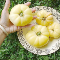 เมล็ดพันธุ์ มะเขือเทศ เกรทไวท์ (Great White Tomato Seed) บรรจุ 20 เมล็ด คุณภาพดี ของแท้ 100%