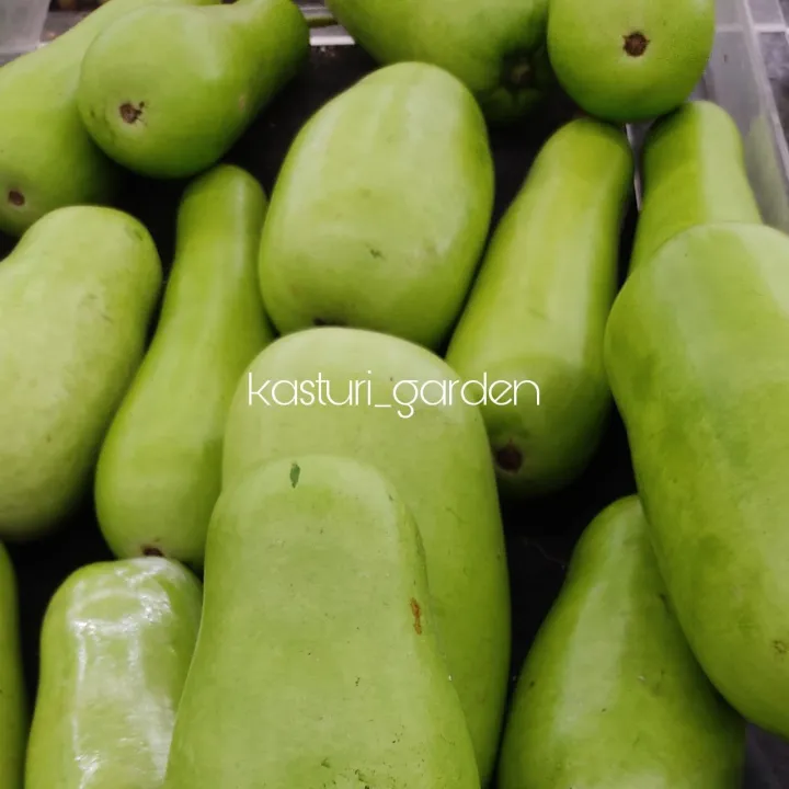 Biji Benih Labu Air Bottle Gourd Seeds Vegetable Seed Vege