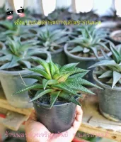 แคคตัสสกุลฮาโวเทีย-ม้าเวียน (ต้นใหญ่สวย) Haworthia limifolia ***ส่งแบบล้างรากไม่มีกระถางนะคะ