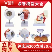 Human eye anatomical model 6 times eye eye anatomy sensillum ent eye model