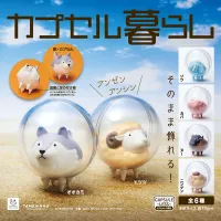 Spot genuine gashapon Bushiroad TAMA-KYU living animal model ornaments toys in bubbles