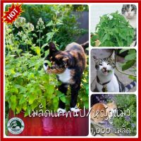 1,000+ เมล็ด แคทนิฟ Catnip แคทนิป หญ้าแมว เมล็ดแคทนิฟ เมล็ดแคทนิป เมล็ดหญ้าแมว