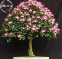 เมล็ดพันธุ์ ต้นทิ้งถ่อน บอนไซแคระ albizia 10 เมล็ด เมล็ดพันธุ์นำเข้าจาก อังกฤษ