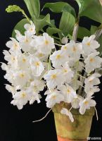 กล้วยไม้เอื้องมัจฉานุเผือก Dendrobium  farmeri  alba กล้วยไม้พันธุ์แท้ดอกสวย หายาก