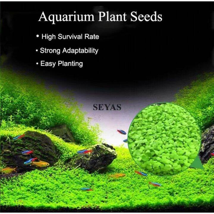 ♣5G Aquatic Plants Water Grass Seeds Aquarium Plant Seed Rumput Air