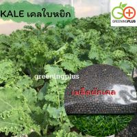 KALE เคลใบหยิก 1000ม./ซอง