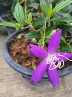 ต้นม่วง มงคล Tibouchina – Glory Bush ต้นโคลงเคลง  ในกระถาง11นิ้ว