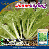 เมล็ดผักกาดขาวใหญ่ ตราเจียไต๋ CHINESE CABBAGE เมล็ดพันธุ์ผักกาดขาว เมล็ดผักกาดขาว เมล็ดพันธุ์ผัก เมล็ดผักสวนครัว