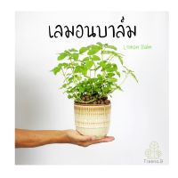 Treeno.9 T213 เลมอนบาล์ม (Lemon Balm) ส่งแบบ ถุงดำ 6 นิ้ว / สูง 15-30 cm. / สมุนไพรฝรั่ง กลิ่นหอม ประโยชน์ดีต่อสุขภาพ (Herb)