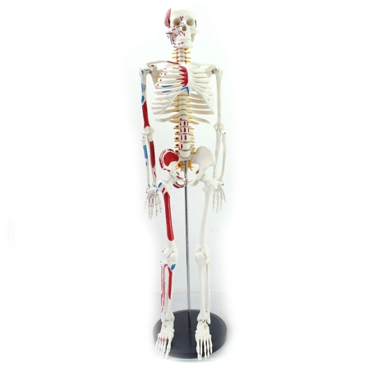 enovo-hs-medical-movable-yoga-spinal-skeleton-skeleton-anatomical-specimens-of-human-body-skeleton-model-body