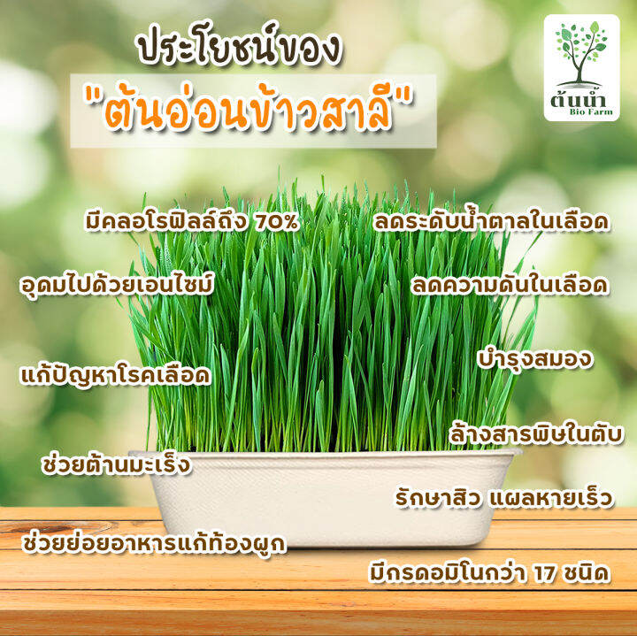 เมล็ดต้นอ่อน-เมล็ดผักไมโครกรีน-แบบซองราคาส่ง-microgreen-ต้นอ่อนทานตะวัน-โตเหมี่ยว-ไควาเระ-ผักบุ้ง-ไมโครกรีน