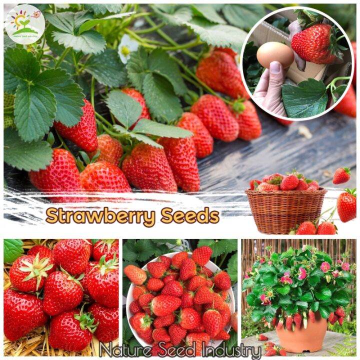 [Fast Delivery] 200pcs Sweet Strawberry Seeds Hybrid Bonsai Fruit Tree
