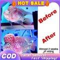 【COD/READY】 100ml Superkok Flowerhorn Enhancer pellet enhancer color ...