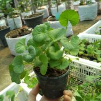 เมล็ดพันธุ์ ใบบัวบก (Centella Asiatica Seed) บรรจุ 100 เมล็ด ทานสด ปั่นอร่อย