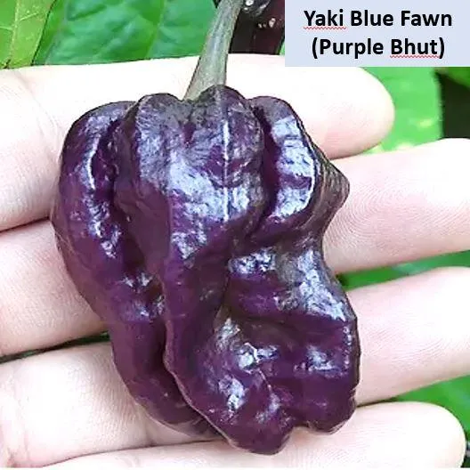 YAKI Blue Fawn Purple Bhut Jolokia Chili Pepper Benih Cili 10 Seeds