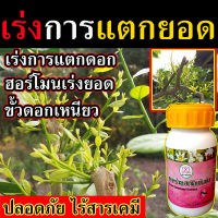 ?ส่งไว ?[ไร้สารเคมี] ฮอร์โมนเร่งยอด กระตุ้นการแตกตา เร่งแตกยอด 290 ซีซี ( สารสาหร่ายสกัดเข้มข้น) มีกรดอะมิโน 17 ชนิด เร่งยอด ยาเร่งการแตกตา น้ำยาเร่งการแตกตาพืช ปุ๋ยเร่งยอด มี ไซโตคินิน ฮอโมนไซโตไคนิน