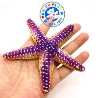 Munich Play - โมเดล Starfish ปลาดาว ม่วง ขนาด 11.00 CM (จากหาดใหญ่)