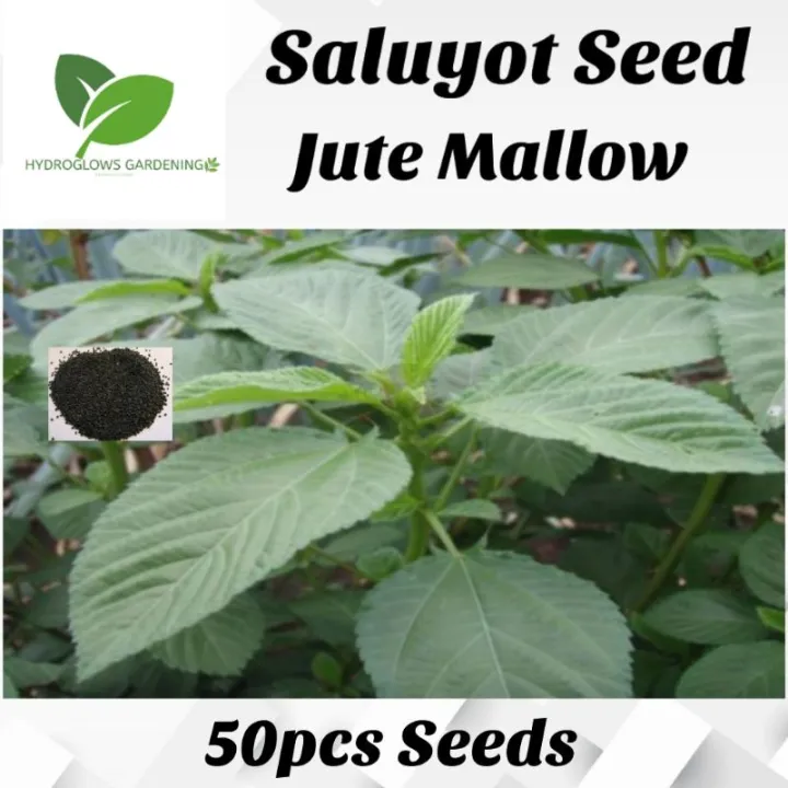 50 Seeds (buy 2 get 1 free) Saluyot Jute Mallow for Sale Easy To Planting In Local Lazada PH